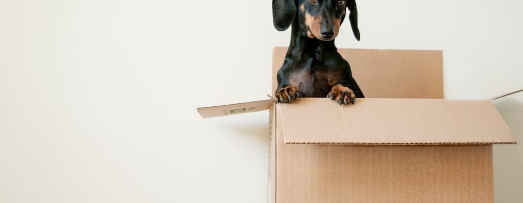 Photo Notification Box