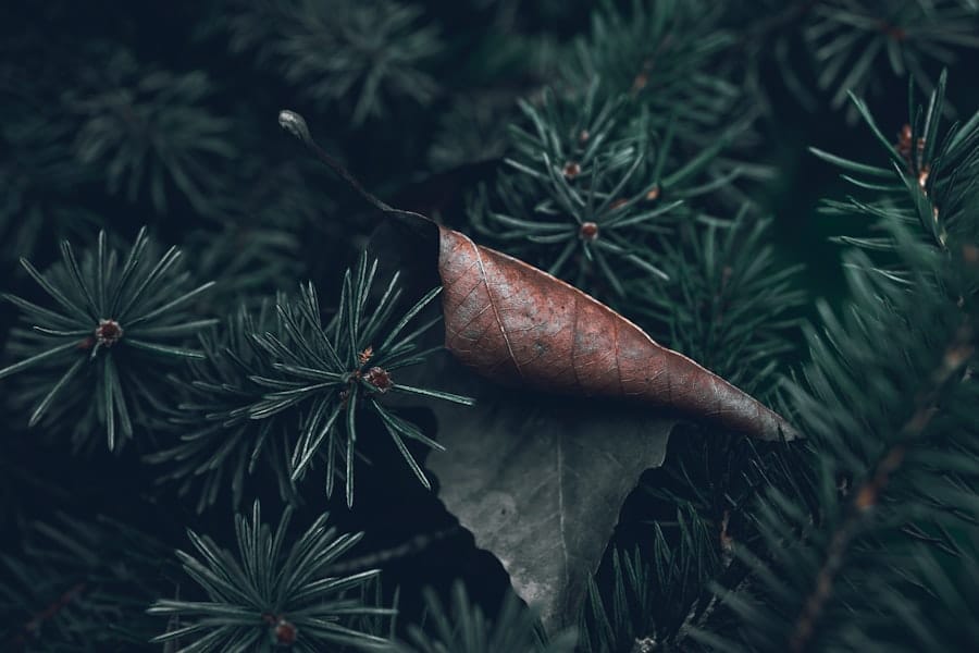 Photo Seasonal Campaign Ideas